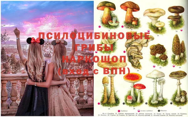 стаф Аркадак