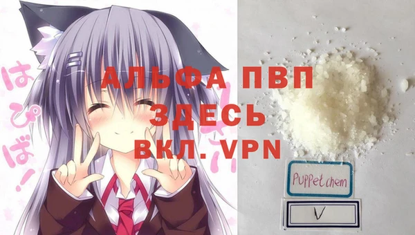 стаф Аркадак